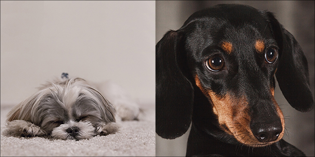 grey and white dog and black and brown dog